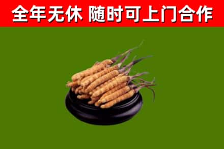 蒲市回收散虫草