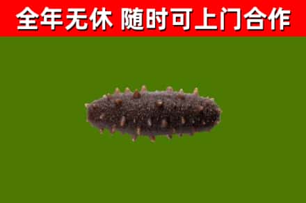 蒲市回收海参干